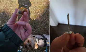 V Martine sa opäť objavili kusy mäsa, v ktorých sú napichané klince. Dajte pozor na psy a deti!