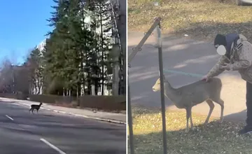 VIDEO: Po cestách v Martine behá vyplašená srnka. Skáče pred autá, ľudia ju hladkajú