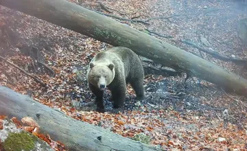VIDEO: Viliamovi ukradli drahé fotopasce. Ľuďom roky prináša zábery divej Fatranskej prírody
