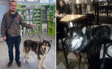 Žilinčanovi niekto vypustil z voliéry Atosa. Príbeh skončil šťastne, psíka priviedli na veterinu