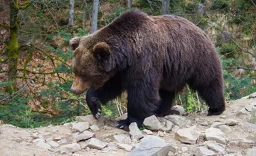 Vláda schválila masívny odstrel medveďov, zasiahne aj okresy v Žilinskom kraji