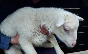 Patrikovi z Belej niekto ukradol biele jahniatko. Prosí o vrátenie, ponúka odmenu