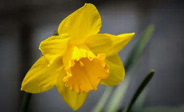 Ulice zaplavili narcisy, symbol podpory pacientov bojujúcich s rakovinou. Ako môžete prispieť?