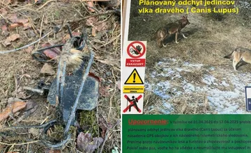 Pri turistickom chodníku na Kysuciach ležia pasce, v tráve ich nevidieť. Prebieha odchyt vlkov
