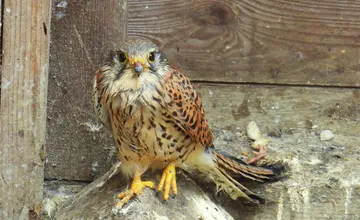 Po náraze do kamióna odmietal potravu. Mladý dravec z Kysúc sa zotavuje v Zázrivej