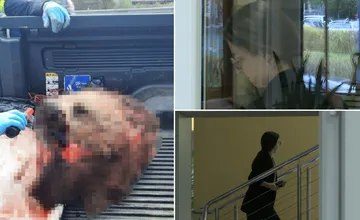 S rozporcovanou medvedicou ju zastavili pri Žiline. Mladá Češka po dvoch rokoch spoznala svoj trest