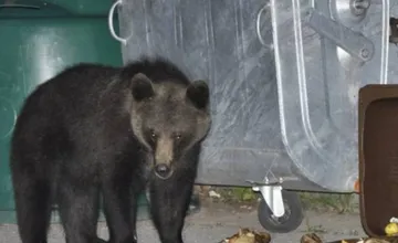 Pri základnej škole v kysuckom meste videli medveďa, poškodil majetok včelára