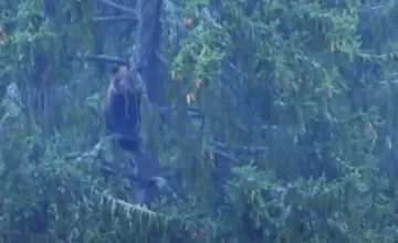 Žilinčanke spadol na hlavu konár, na strome našla medveďa. Napriek veku utekala z hory