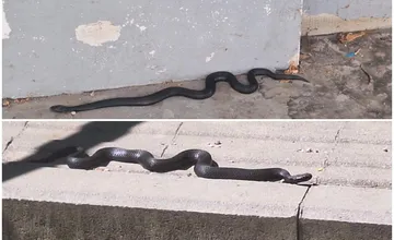 V Martine sa opäť objavili hady. Pred Jednotou ležala užovka, chlapec na strome chytil vretenicu