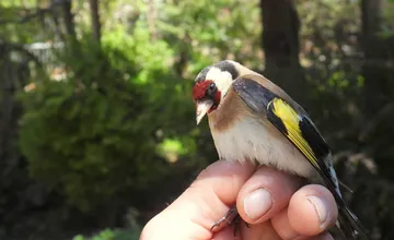 Muž na Kysuciach našiel po ceste do práce nehybného vtáčika. Vďaka nemu stehlík prežil
