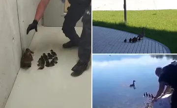 VIDEO: Kačacia rodinka zablúdila ku garážam na Vlčincoch. Zachránili ju mestskí policajti