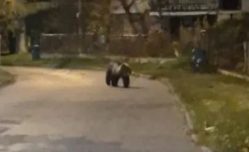 Medveď sa vrátil k domom na Kysuciach druhý deň po sebe. Polícia aj zásahový tím sú v pozore