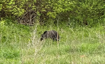Pri meste na Liptove bol videný medveď, pohybuje sa okolo zjazdovky