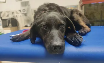 Láska má štyri labky. Príďte si po ňu na Deň otvorených dverí v žilinskom útulku