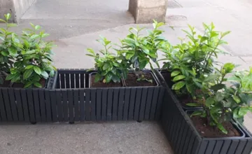 VIDEO: Zlodeji v Žiline sa ulakomili už aj na rastlinu v kvetináči. Zmizla spred kaviarne na Bulvári