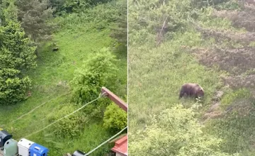 VIDEO: Medveďa videli v obľúbenej doline na Liptove. Obyvateľ ho natočil z balkóna svojho bytu