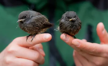 Nočné búrky na Kysuciach ohrozili mláďatá spevavcov. Niektoré vtáčatká zahynuli od zimy