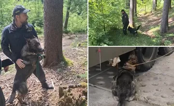 VIDEO: Hľadali výbušniny aj drogy. Kynológovia a psy z okolia Žiliny sú medzi najlepšími