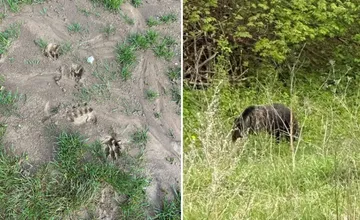 VIDEO: Pes na Kysuciach zaňuchal medveďa a ušiel, žena ho hľadala dlhé hodiny. Našli sa stopy