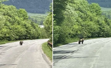 Pri Liptovskej Mare sa pohybuje medvedica s mláďaťom. Nerušene kráčali po ceste