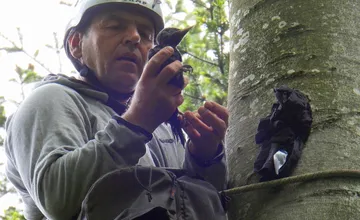FOTO: Na Kysuciach vyrúbali strom, v ktorom hniezdili mláďatá tesára. Niektoré neprežili, ďalšie sú v náhradnej rodine