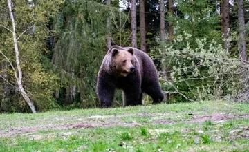 Primátor Kysuckého Nového Mesta varuje pred medveďom. Videli ho pri priehrade