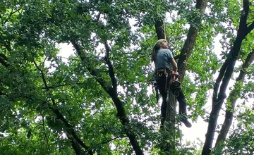 Pri návšteve žilinského lesoparku nepozerajte len pod nohy, v korunách sa pracuje