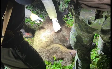 Za uplynulé dni eliminovali v Žilinskom kraji 8 medveďov. Povolení na odlov pribúda