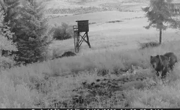 Pri posede nad družstvom sa pohybuje starší medveď. Obec na Orave varuje obyvateľov