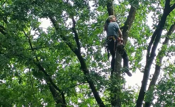 V detskom areáli žilinského lesoparku prebieha zdravotný orez stromov. Odstraňujú aj suché konáre