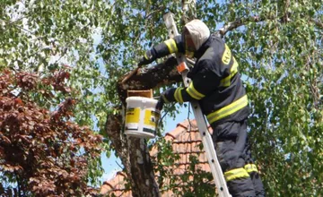 Pri škôlke v Žiline zasahujú hasiči. Likvidujú roj včiel, ktorý sa usadil na strome