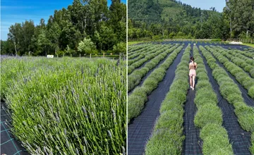 Čarovná lúka na Kysuciach začína kvitnúť. Kedy si užijete prvé prechádzky s vôňou levandulí?