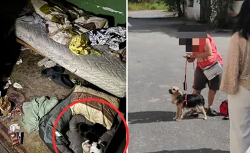 Tehotná žena bez domova odmietla pomoc, jej šteniatkam sa však podarilo nájsť lepší domov