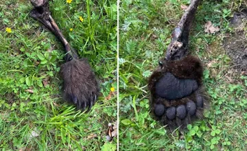 Pri turistickom chodníku na Liptove ležala laba a kosti z medveďa. Okolo chodili rodiny s deťmi