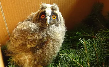 Ľudia chcú pomôcť, berú mláďatá ich matkám. Ak poň neprídete, vychovám ho sám, volal do Zázrivej muž