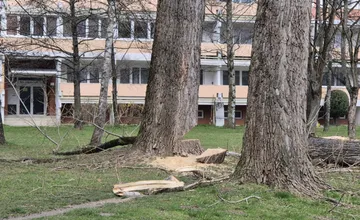 V Žiline musia odstrániť 83 rizikových stromov. Nepomohlo im už ani odborné ošetrenie
