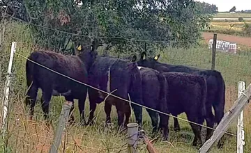 Z pastvín na Orave ušlo päť mladých jalovíc. Každá informácia môže pomôcť