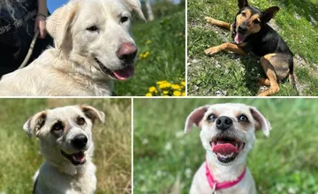 Pohladenie, pamlsok, domov? Žilinský útulok opäť privíta návštevníkov