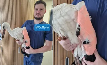 Na žilinskej veterinárnej klinike operovali mladého bociana so zlomeným krídlom