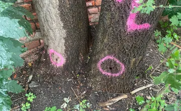 FOTO: Do stromov na Liptove niekto navŕtal diery, postupne vyschli. V minulosti ich chceli vyrúbať