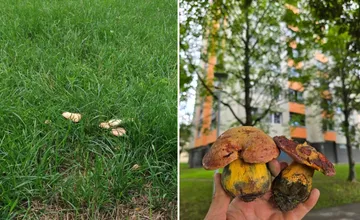 Na huby v papučiach? Žilinčania ich po dažďoch nachádzajú priamo medzi panelákmi