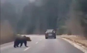 Cyklista sa na Liptove stretol s medveďom. Do obľúbenej zátoky chodia pravidelne piť, varuje obec