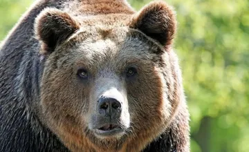 V intraviláne mesta na Liptove sa objavil medveď. Úrady vydali varovanie