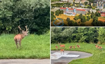 FOTO: Nemocnica na Orave vymenila vrtuľník za jeleniu záchrannú službu. Pacienti sú nadšení