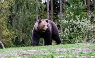 Pohyb medveďa pri Lietave potvrdili viacerí, poľovníci vyzývajú na väčšiu opatrnosť
