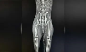 V Tepličke nad Váhom niekto strieľa po zvieratách. Kocúrovi roztrieštil kosť