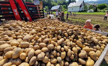 Nezvyčajný projekt oravskej obce Zázrivá. Vypestovala vlastné zemiaky, čo s nimi plánuje ďalej?