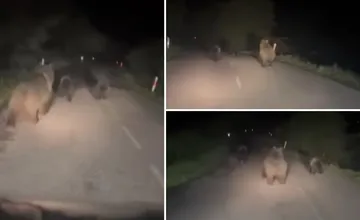 VIDEO: Pred trúbiacim autom na Liptove utekala po ceste skupina medveďov. Vodič ich chcel odplašiť