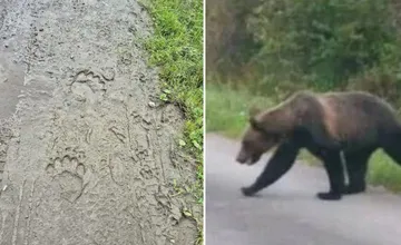 Pred medveďom varuje už aj obec na Orave. Videli ho pri družstve, hnojisku aj v doline