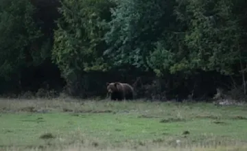 Pri Žiline videli opäť medveďa. Varovanie prichádza v krátkom čase z tretej obce v okrese